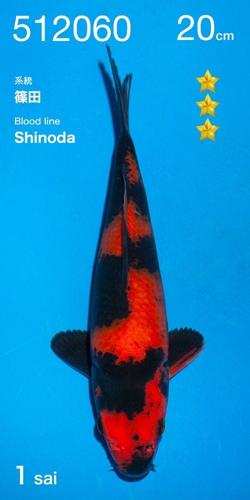 Ogata HQ tosai| Tosai vissen, Karper of Koi