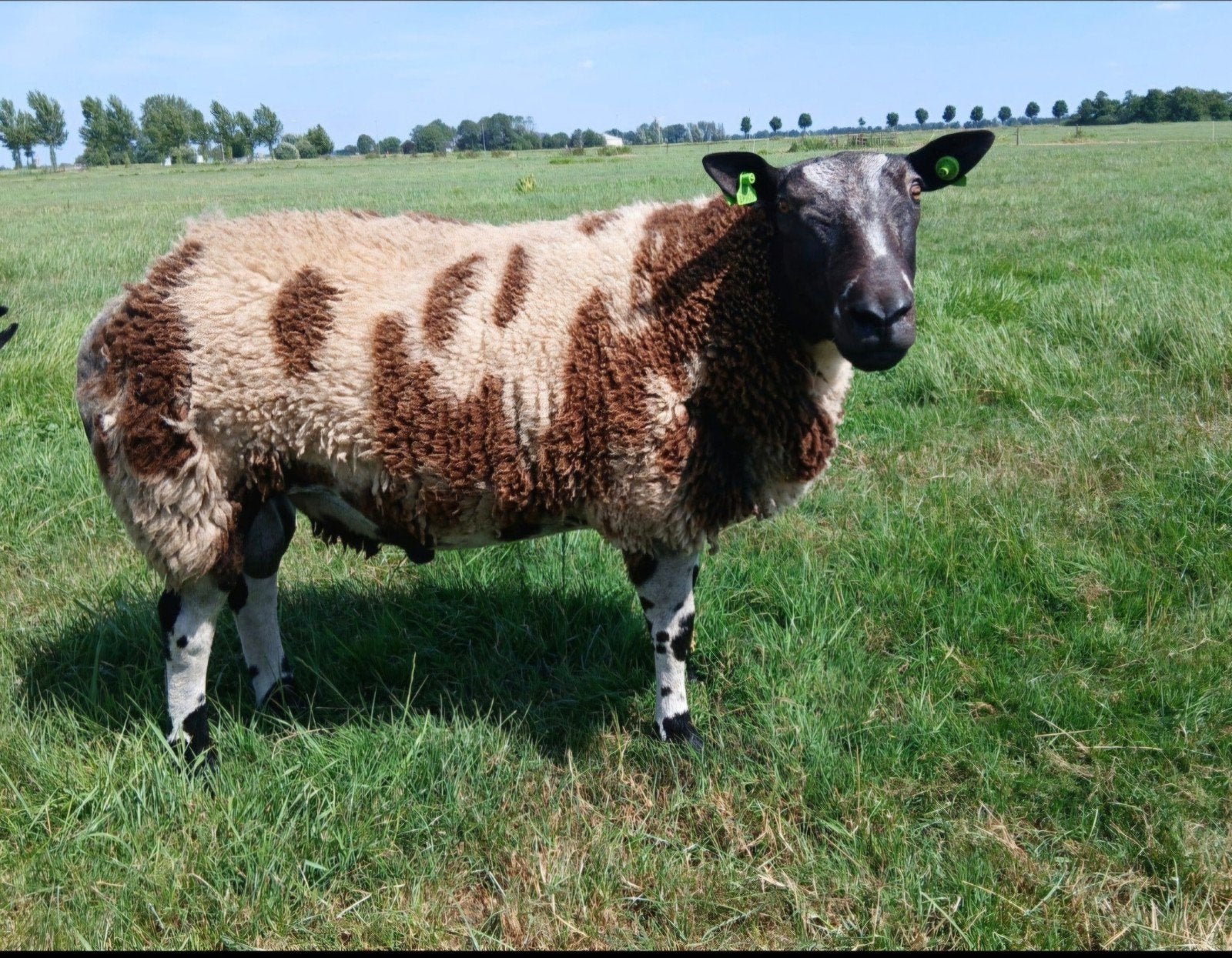 luxe overjarige Bonte dekram, Dieren en Toebehoren, Mannelijk, Schaap, 0 tot 2 jaar