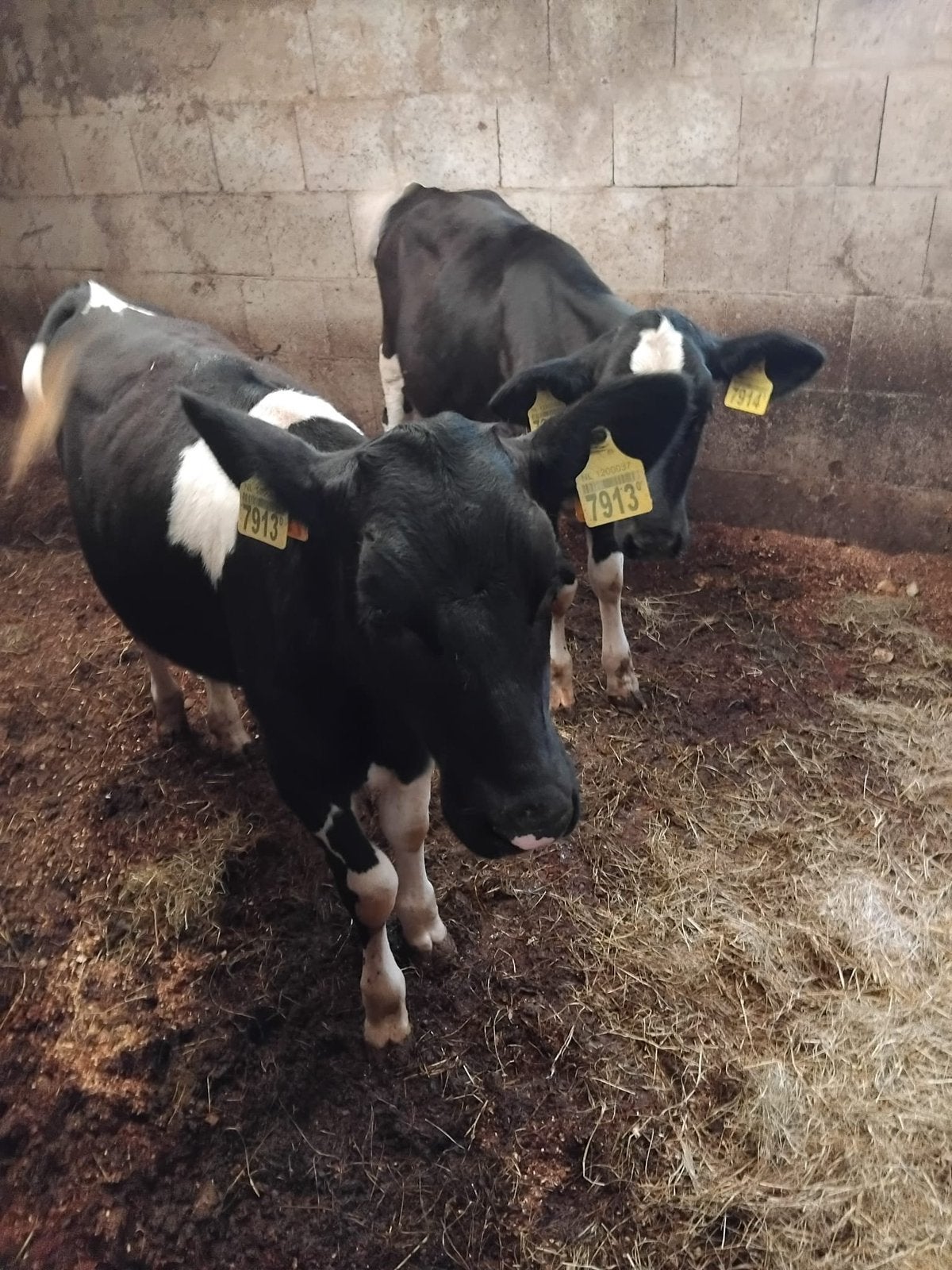 Te koop: 2 makke zwart bonte HF kalveren, Dieren en Toebehoren, Runderen, Vrouwelijk, 0 tot 2 jaar