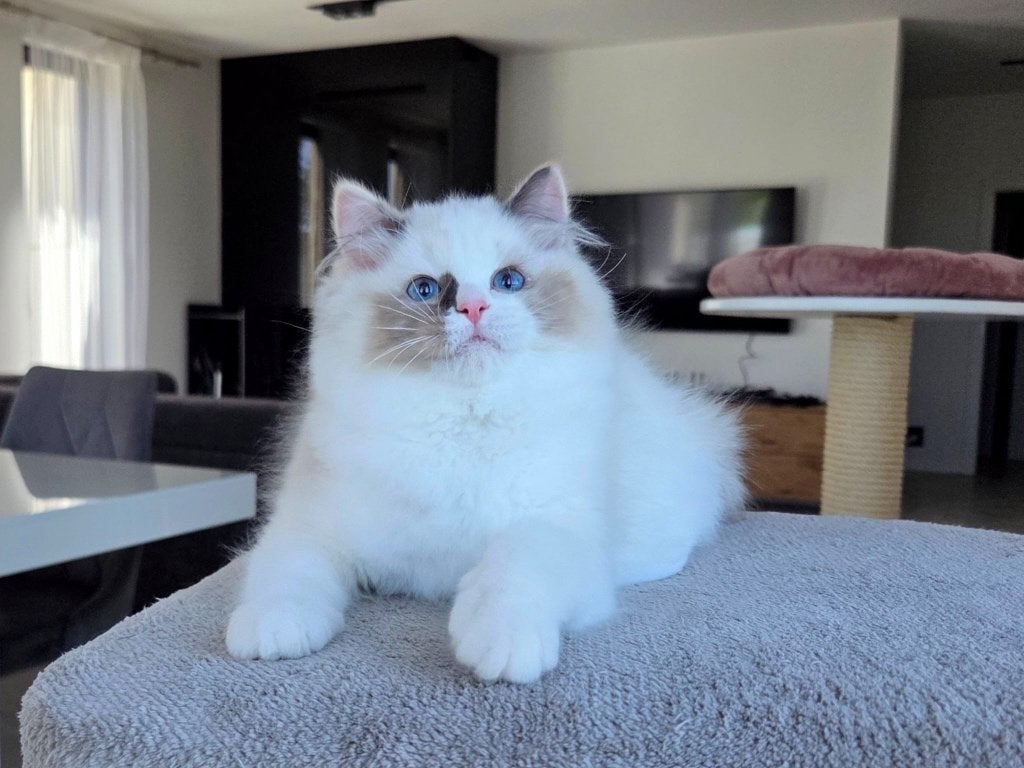 Ragdoll, Poes, Met stamboom, 0 tot 2 jaar