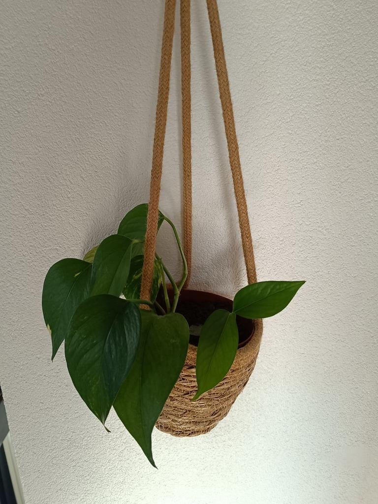 Scindapsus / drakenplant stekjes, Ophalen, Halfschaduw, In pot, Minder dan 100 cm