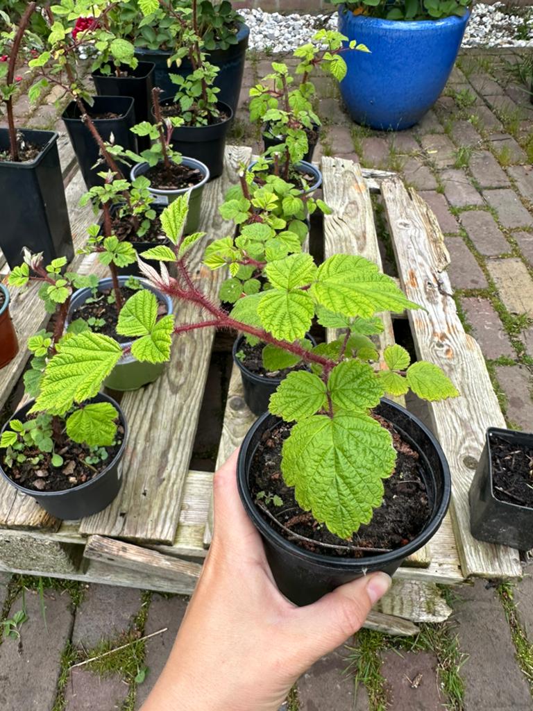 Japanse wijnbes stekjes - biologisch, 2€p.s, Ophalen, Minder dan 100 cm, Overige soorten, Zomer