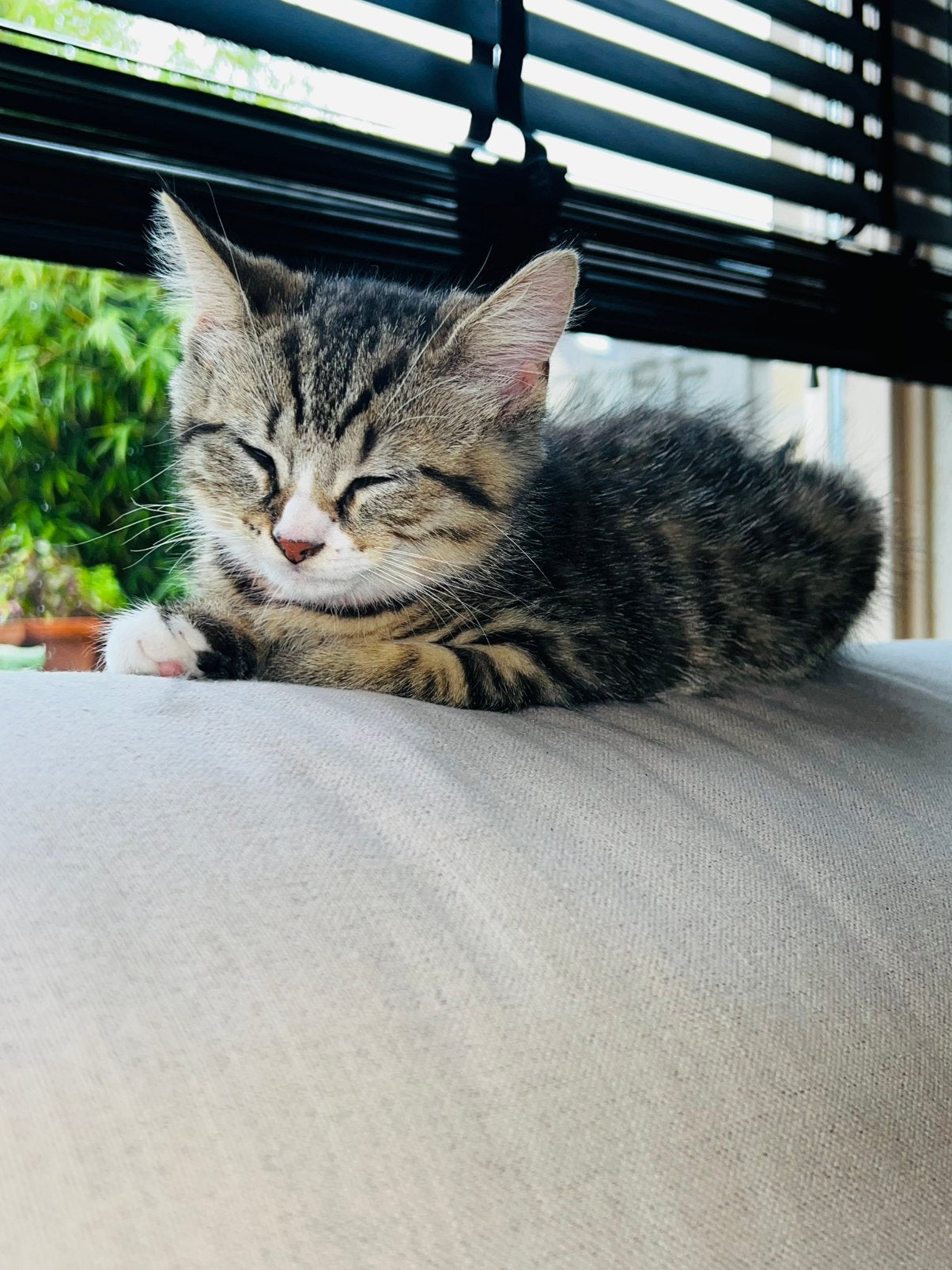 💕 Prachtige Britse Korthaar kittens! 💕, Meerdere dieren