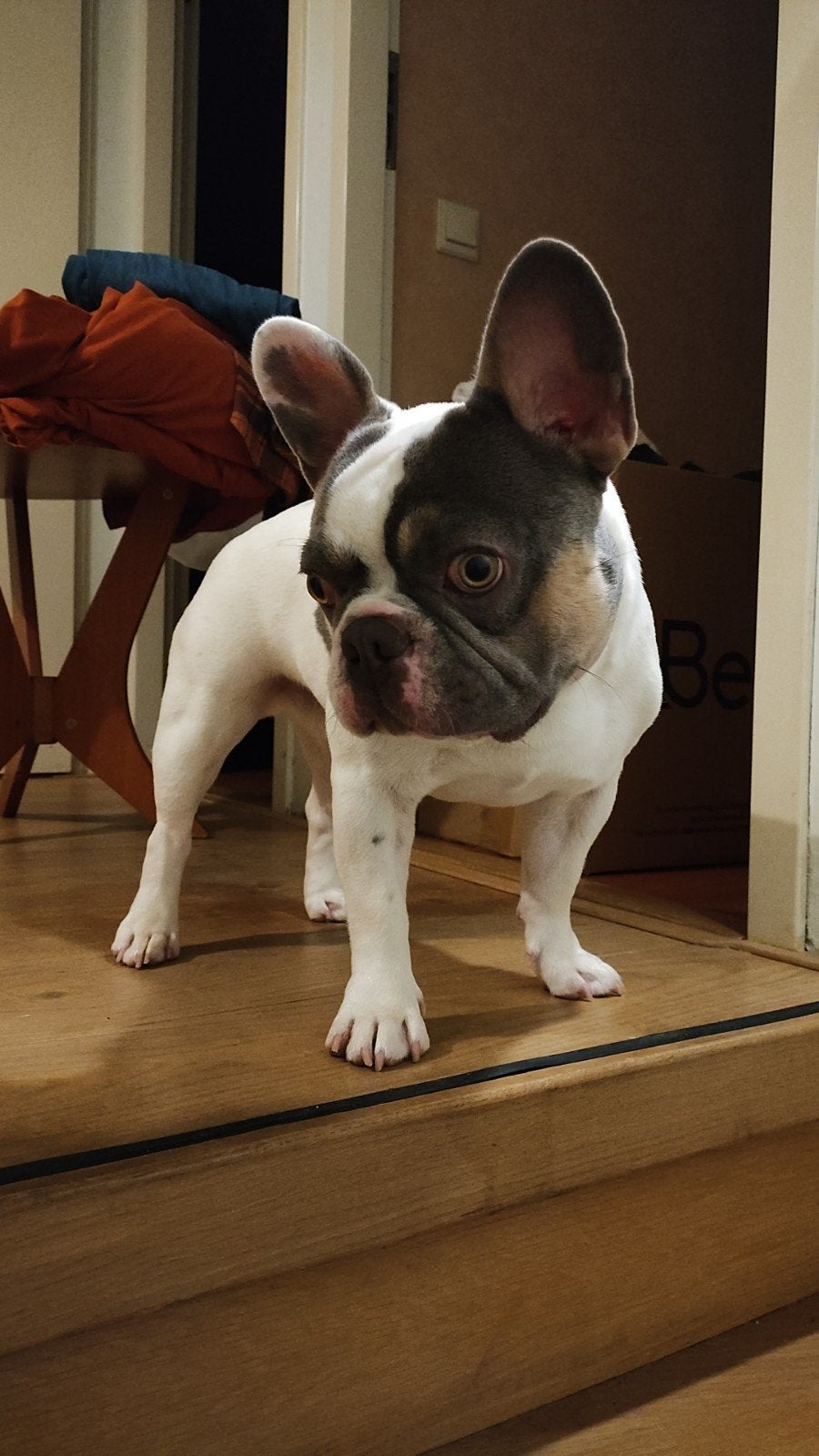 Voor de fok ,deze mooie Franse bulldog, niet te koop, Reu, Bulldog, Eén hond, CDV (hondenziekte)