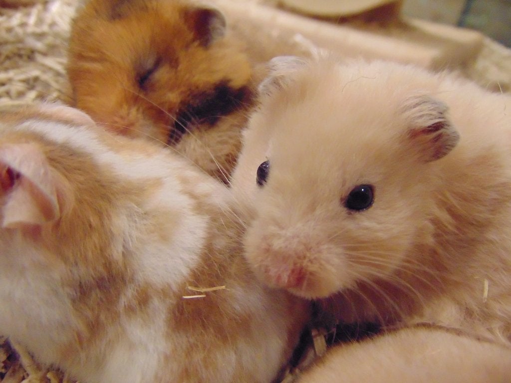 Goudhamsters in Assen., Dieren en Toebehoren, Knaagdieren, Meerdere dieren, Hamster, Juni, Tam