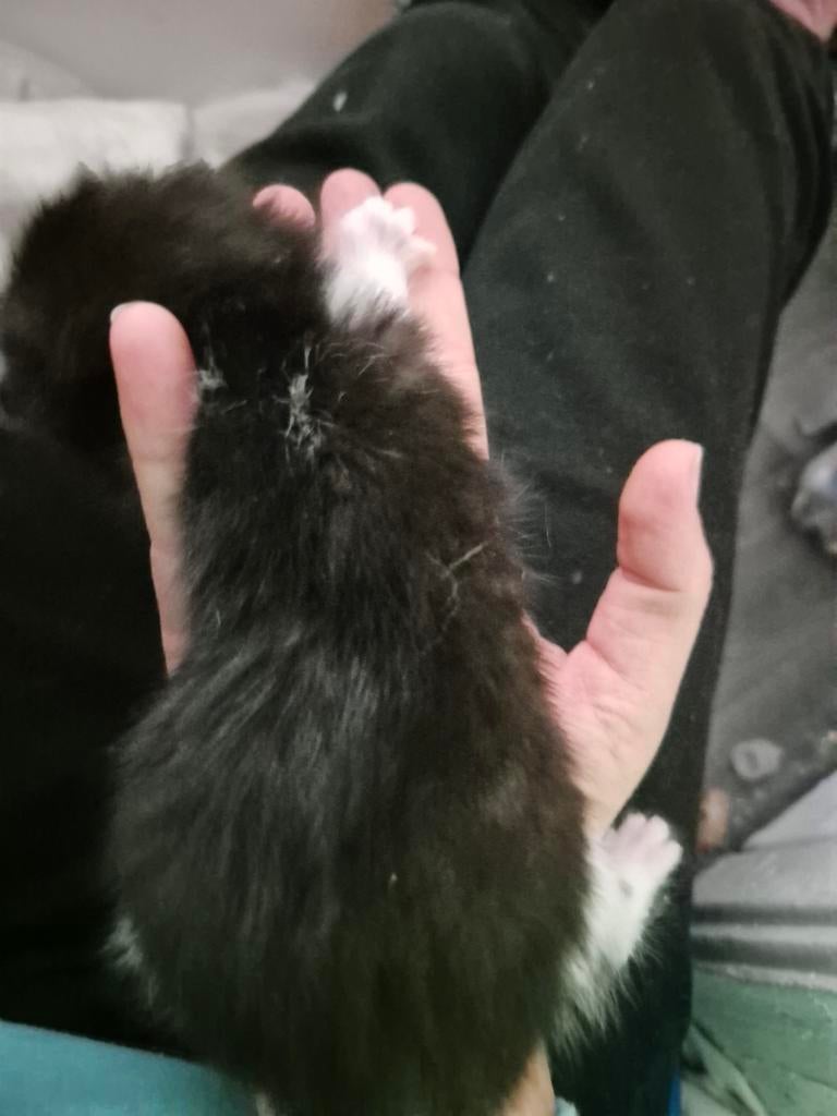 Kittens te koop, Meerdere dieren, Ontwormd, 0 tot 2 jaar