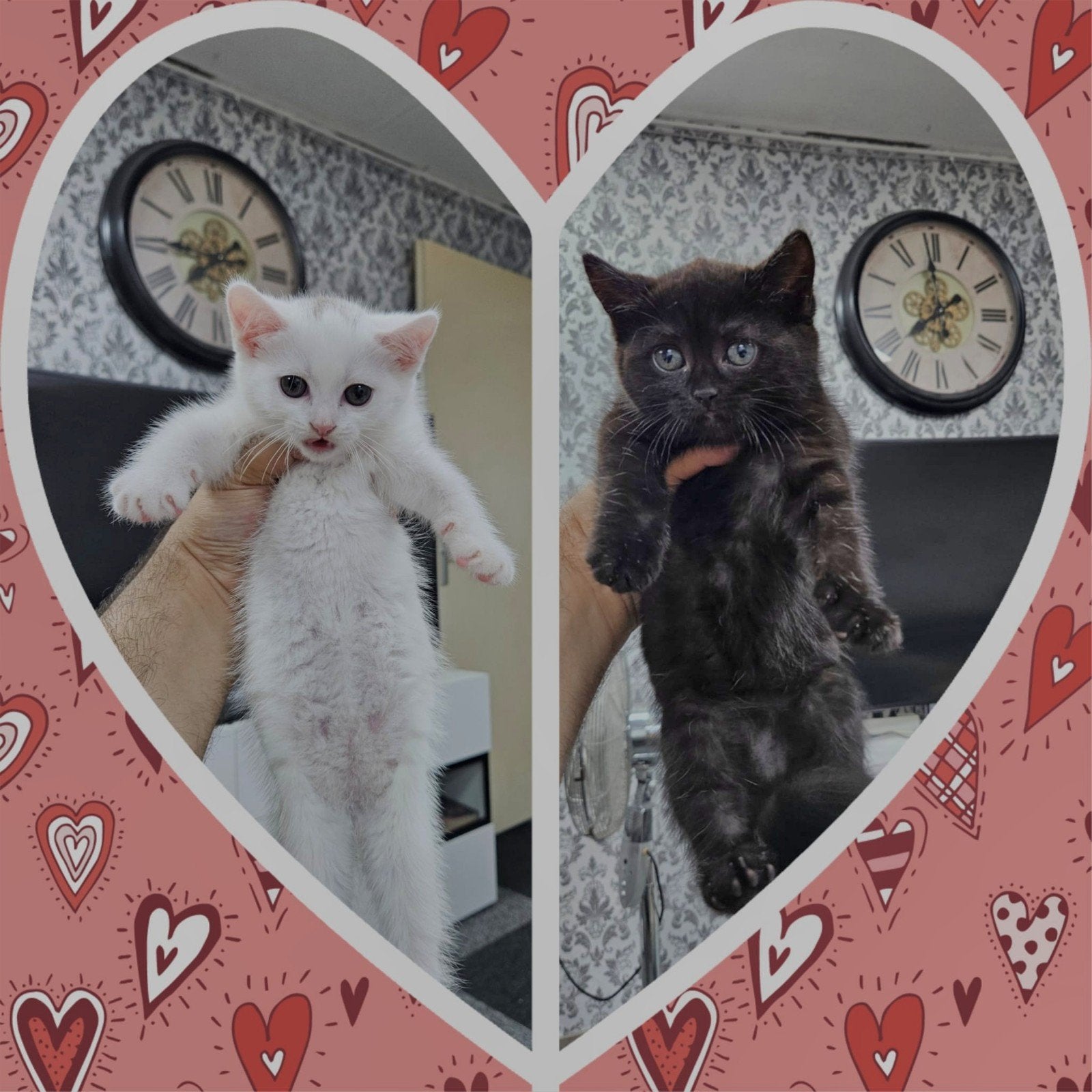 Kittens van ongeveer 9 weken oud