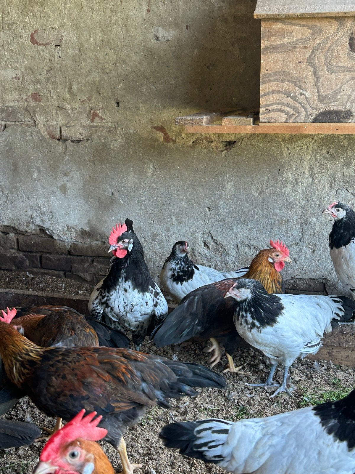 Patrijs leghorn kippen te koop, Vrouwelijk, Kip