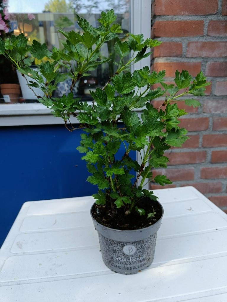 Kruisbes (Ribes uva-crispa) -, Ophalen, Overige soorten, Halfschaduw