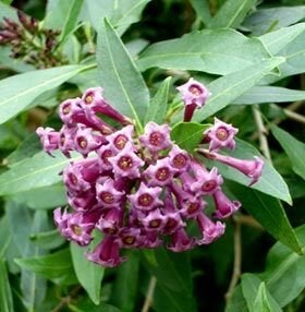 Paarse Cestrum en  veel andere kuipplanten te koop / gratis, Volle zon, Vaste plant, Zomer, Ophalen