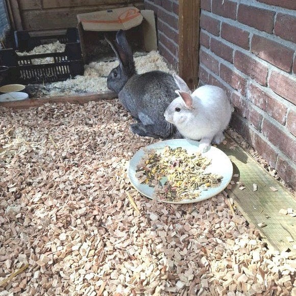 2 voedsters, Dieren en Toebehoren, Vrouwelijk, Groot, Hangoor