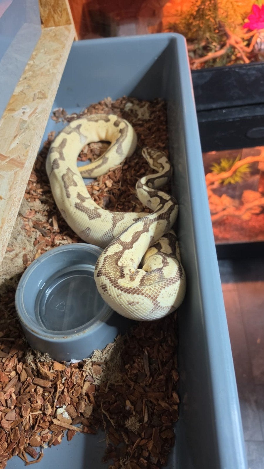 4 ball pythons inclusief rek. Ball Python photo 4