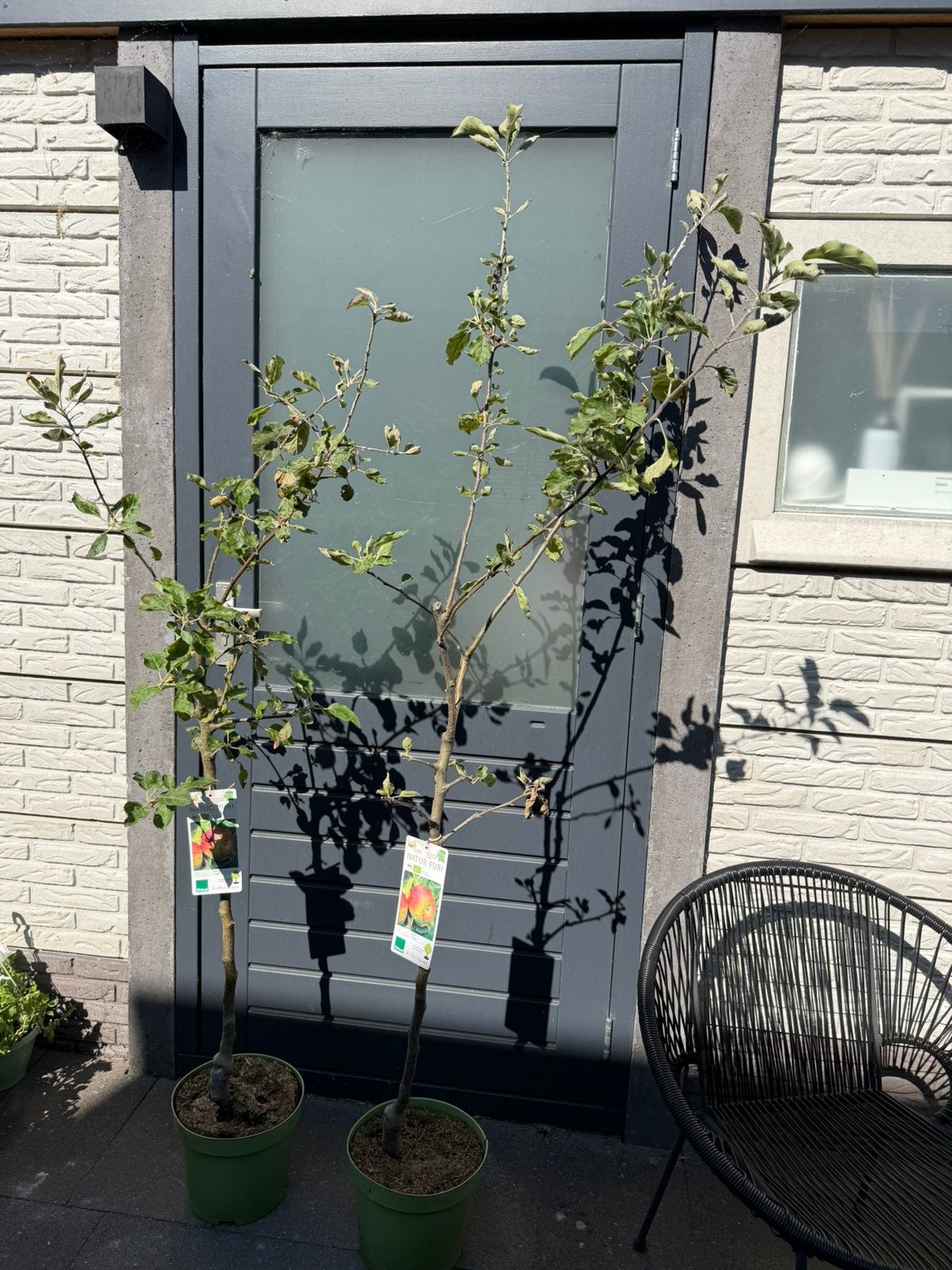 Appelboom, Ophalen