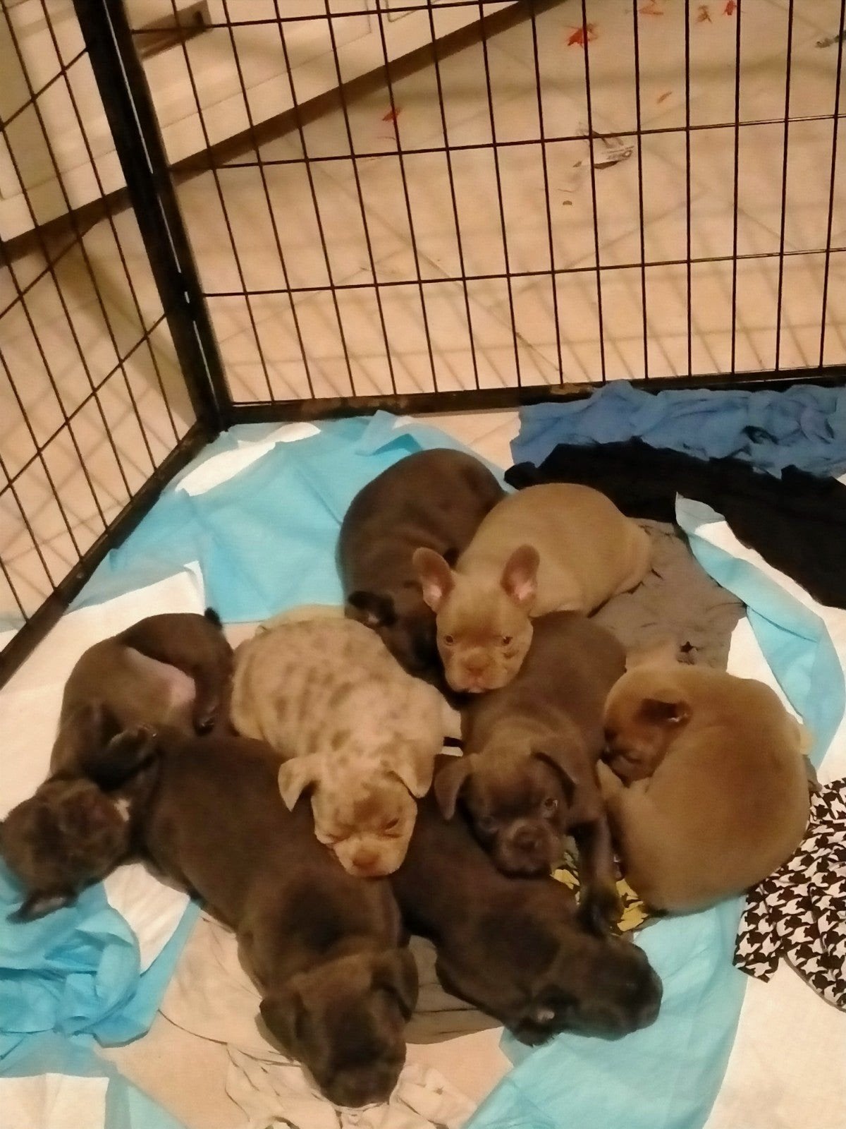 Franse bulldog Laatste reutje !!!! Mag gelijk met u mee, Dieren en Toebehoren, Honden | Bulldogs, Pinschers en Molossers, Meerdere dieren