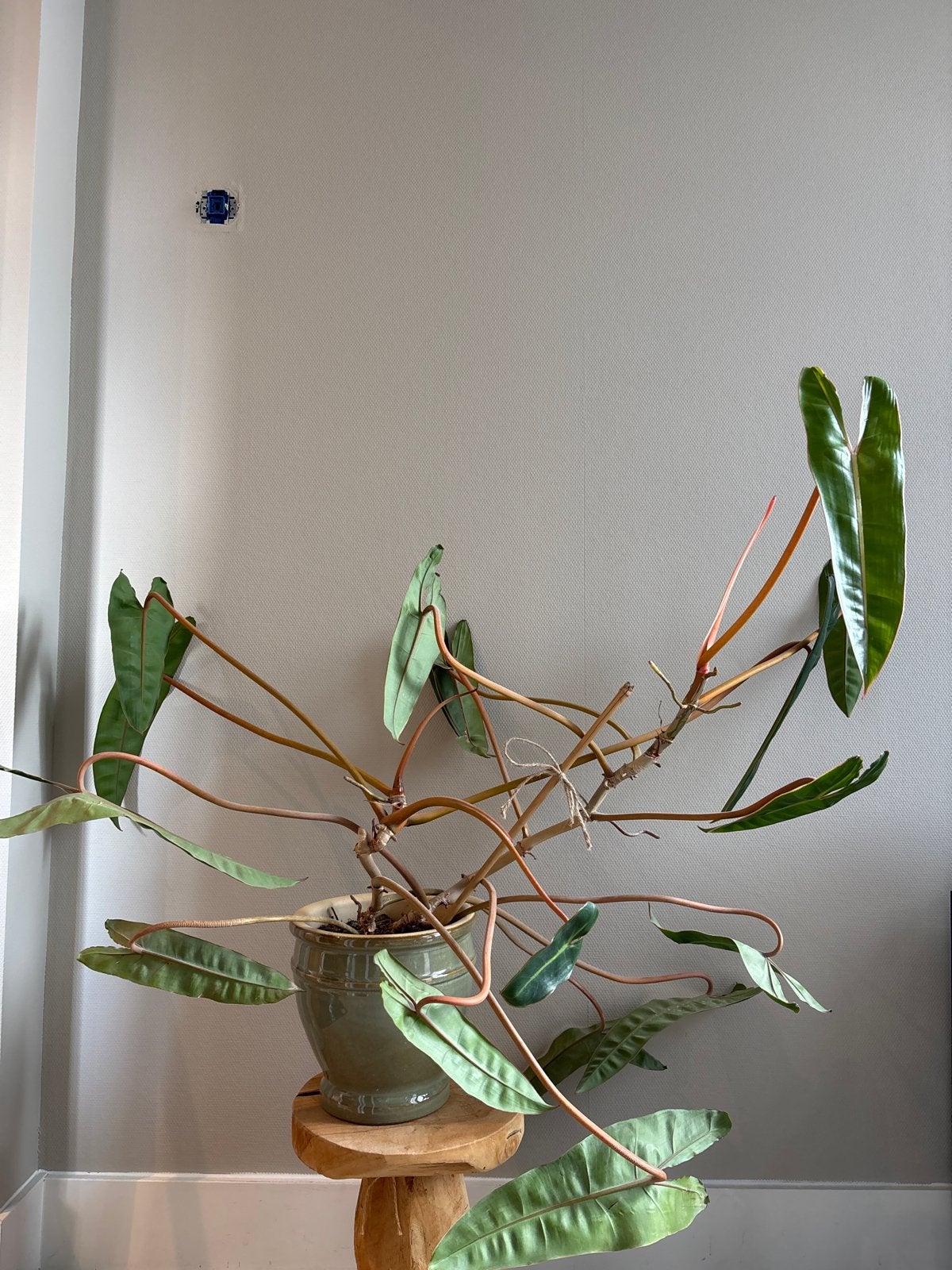 Grote Philodendron billietiae met oranje/rode bladstelen, Ophalen, 100 tot 150 cm, Overige soorten, Halfschaduw