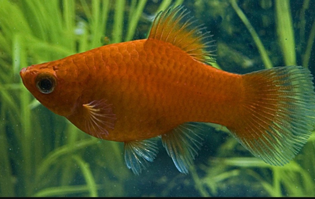 Gratis Platy (plaatje) vissen, Dieren en Toebehoren, Vis
