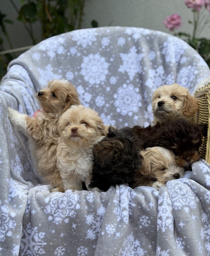 Schattige Maltipoo Puppies zoeken een liefdevol thuis, Particulier, 15 weken tot 1 jaar, Overige rassen, Buitenland