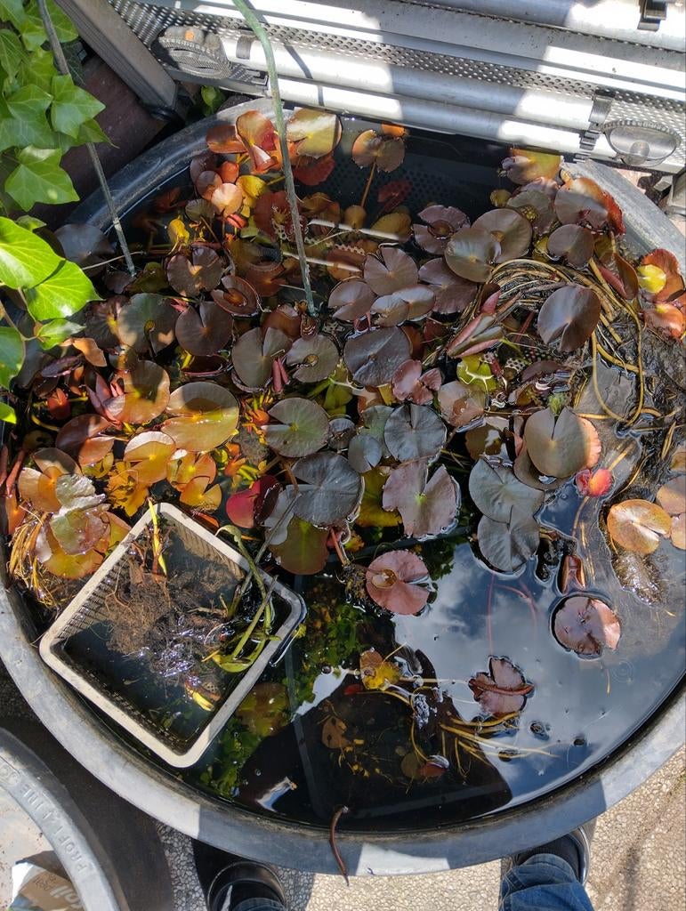 Waterlelies, Ophalen of Verzenden