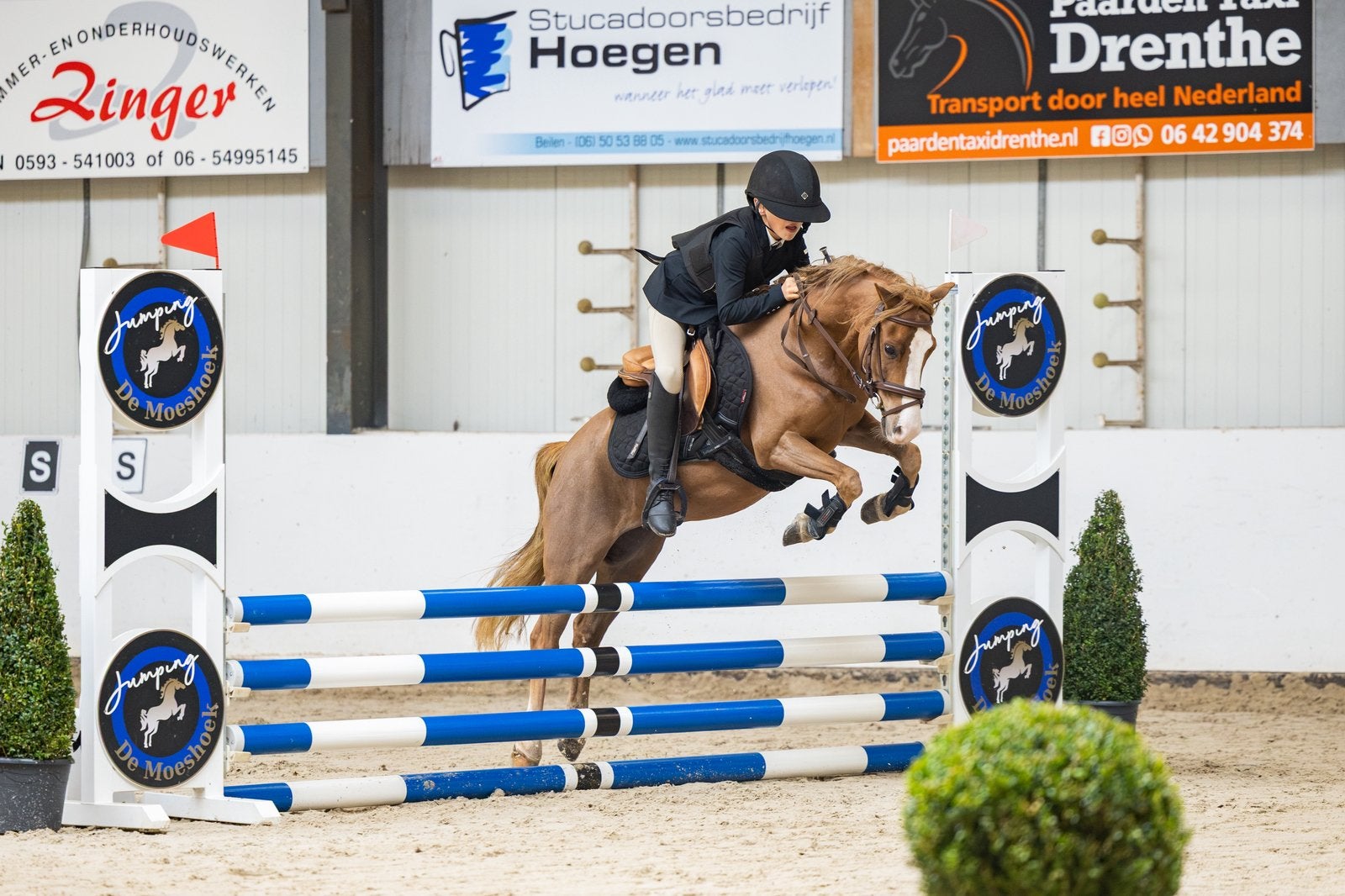 Springkanon te koop, Dieren en Toebehoren, B, Ruin, Springpony, 3 tot 6 jaar