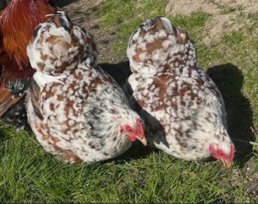 Gezocht: 2 broedse hennen, kloeken, Vrouwelijk, Kip