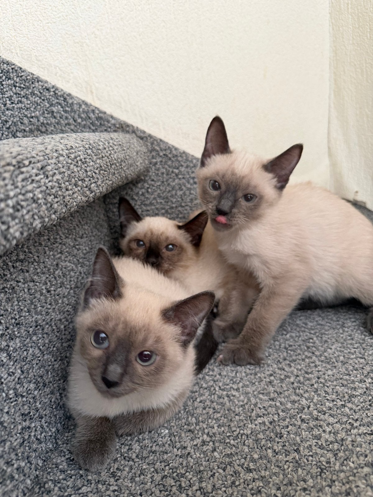 kittens Thaise Siamese, Meerdere dieren