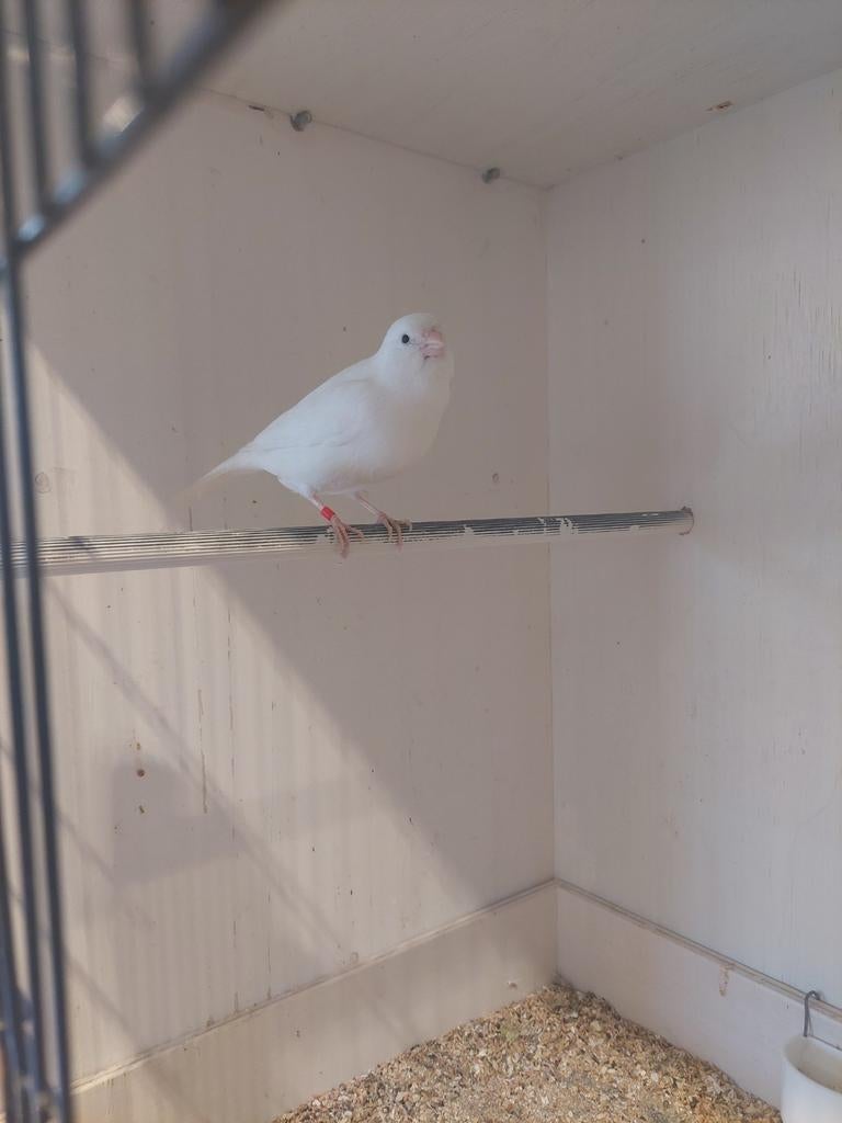 Forse witte man kanarie 2024 ., Dieren en Toebehoren, Vogels | Kanaries, Mannelijk, Kleurkanarie