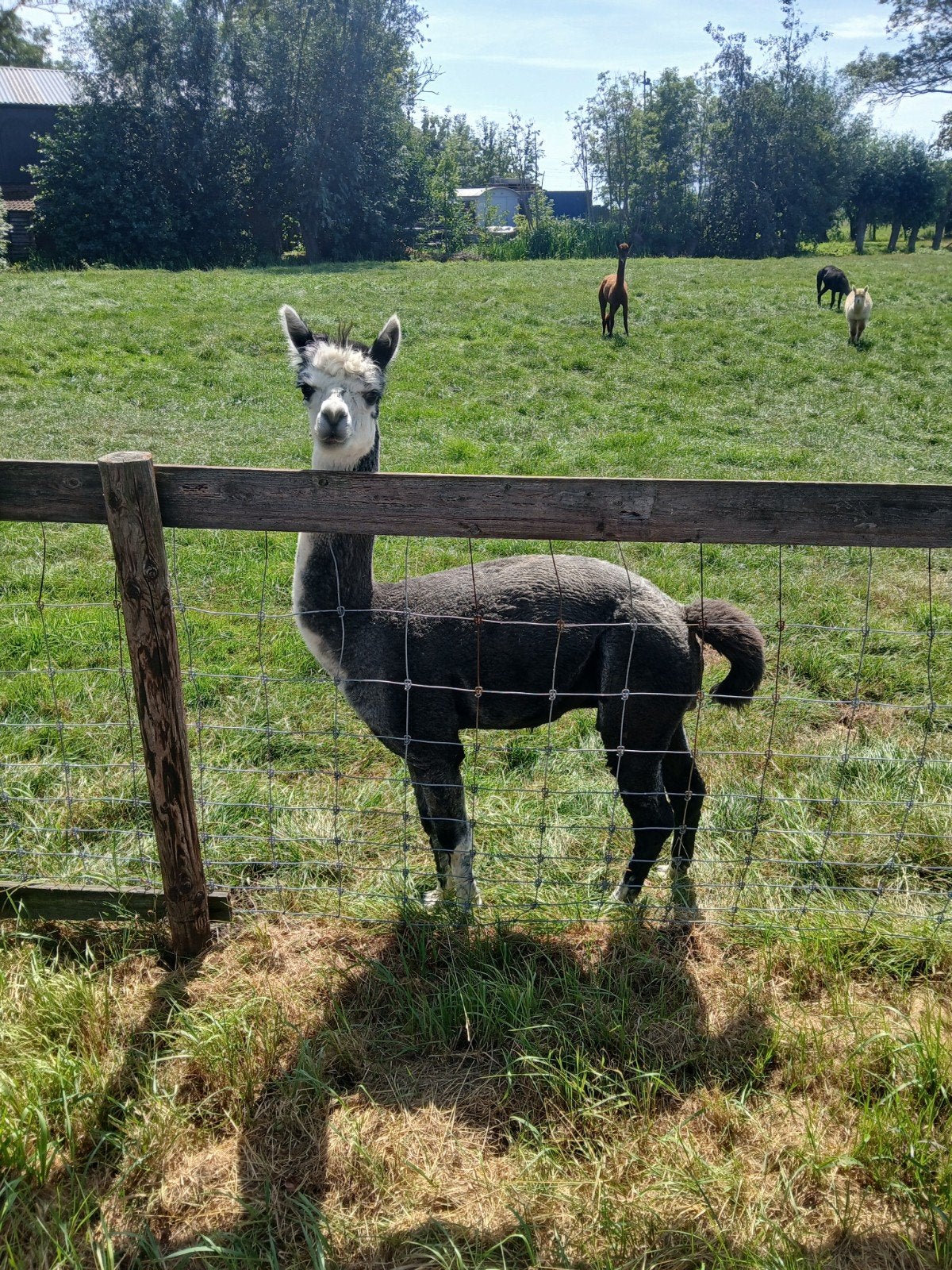 Mooie bonte alpaca hengst te koop!, Mannelijk, Schaap, 3 tot 5 jaar