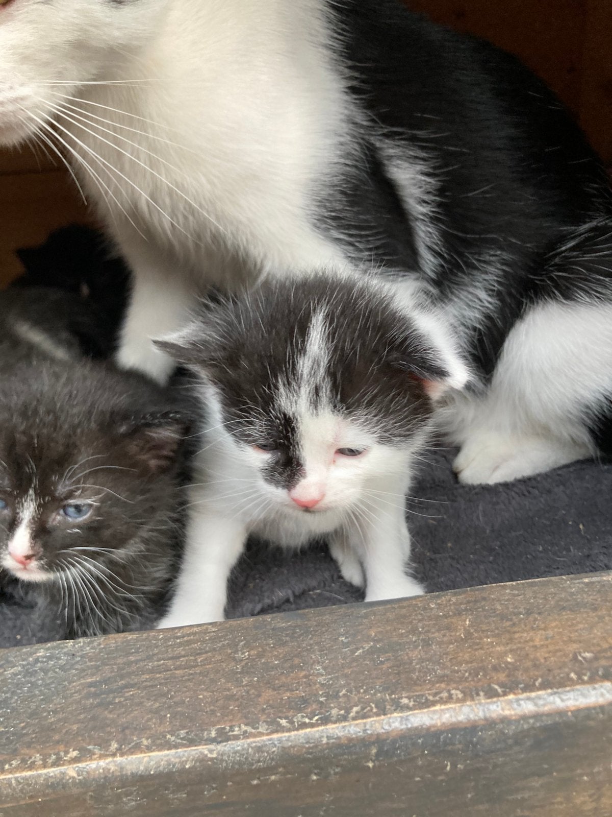 3 nestjes lieve kittens 13 weken, 19 weken en 3 weken, Meerdere dieren