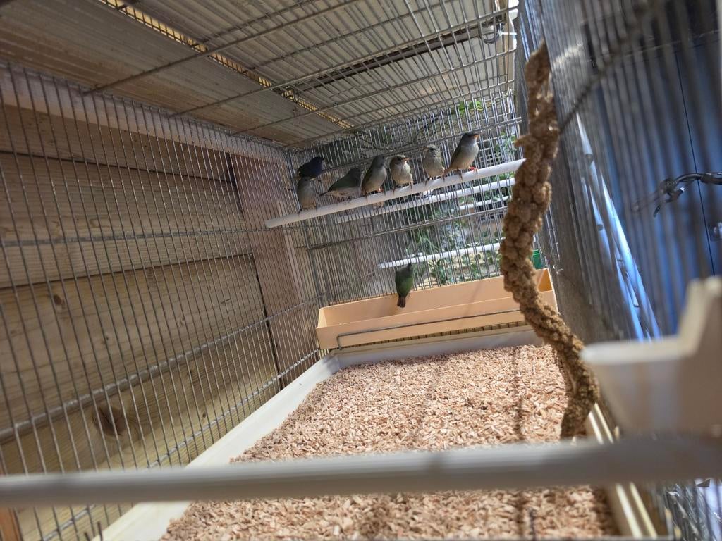 4-4 Forbes papagaaiamadine, Dieren en Toebehoren, Vogels | Kanaries, Meerdere dieren, Kleurkanarie