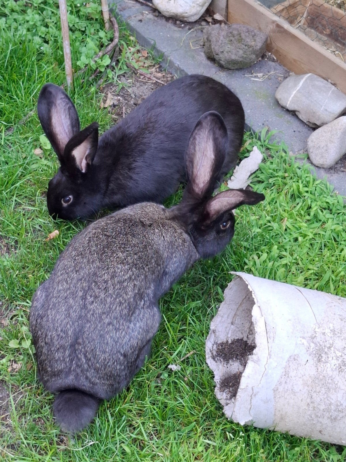 Baby lotharinger konijnen  "nog 4 rammen over", Meerdere dieren, Groot, 0 tot 2 jaar