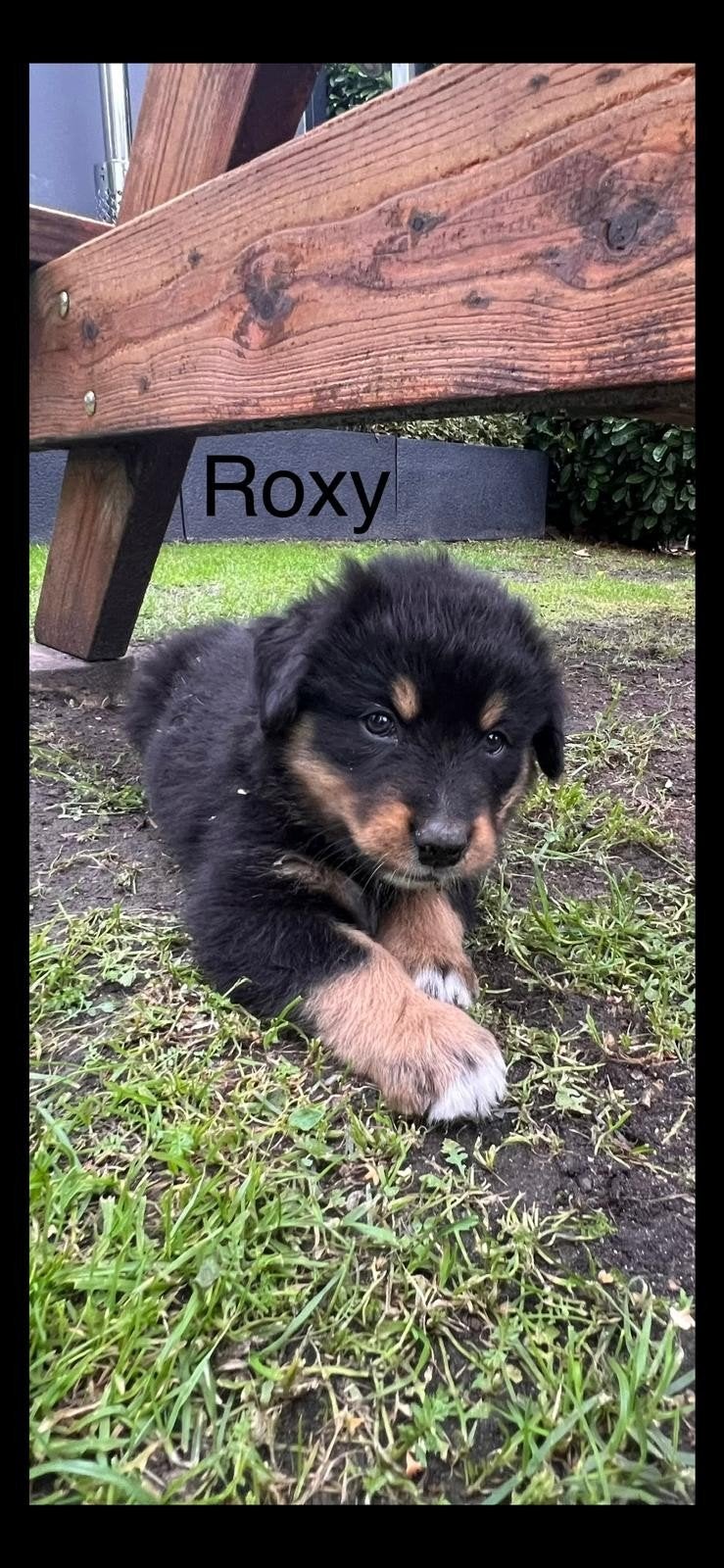Berner sennen pup, Parvo, 8 tot 15 weken, Groot, Meerdere