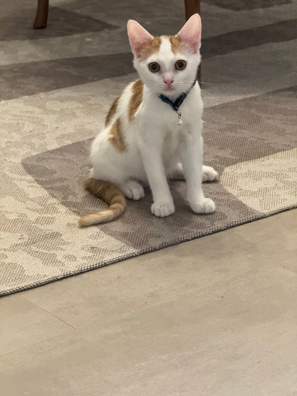 Cuty kitten broertjes Zeno en Zoro zoeken nieuwe huisje, Kater, Kortharig, 0 tot 2 jaar