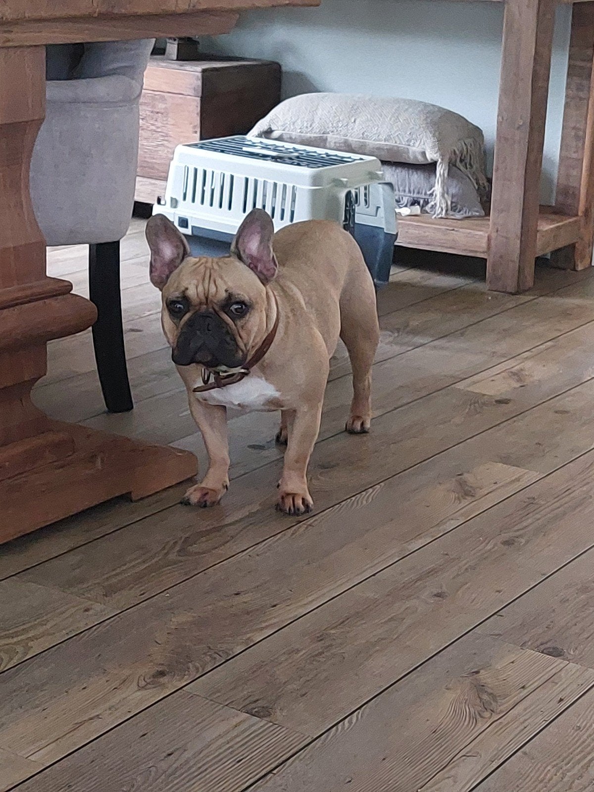 franse bulldog teef zoekt adres in de buurt, 1 tot 2 jaar, Teef, Bulldog, Eén hond