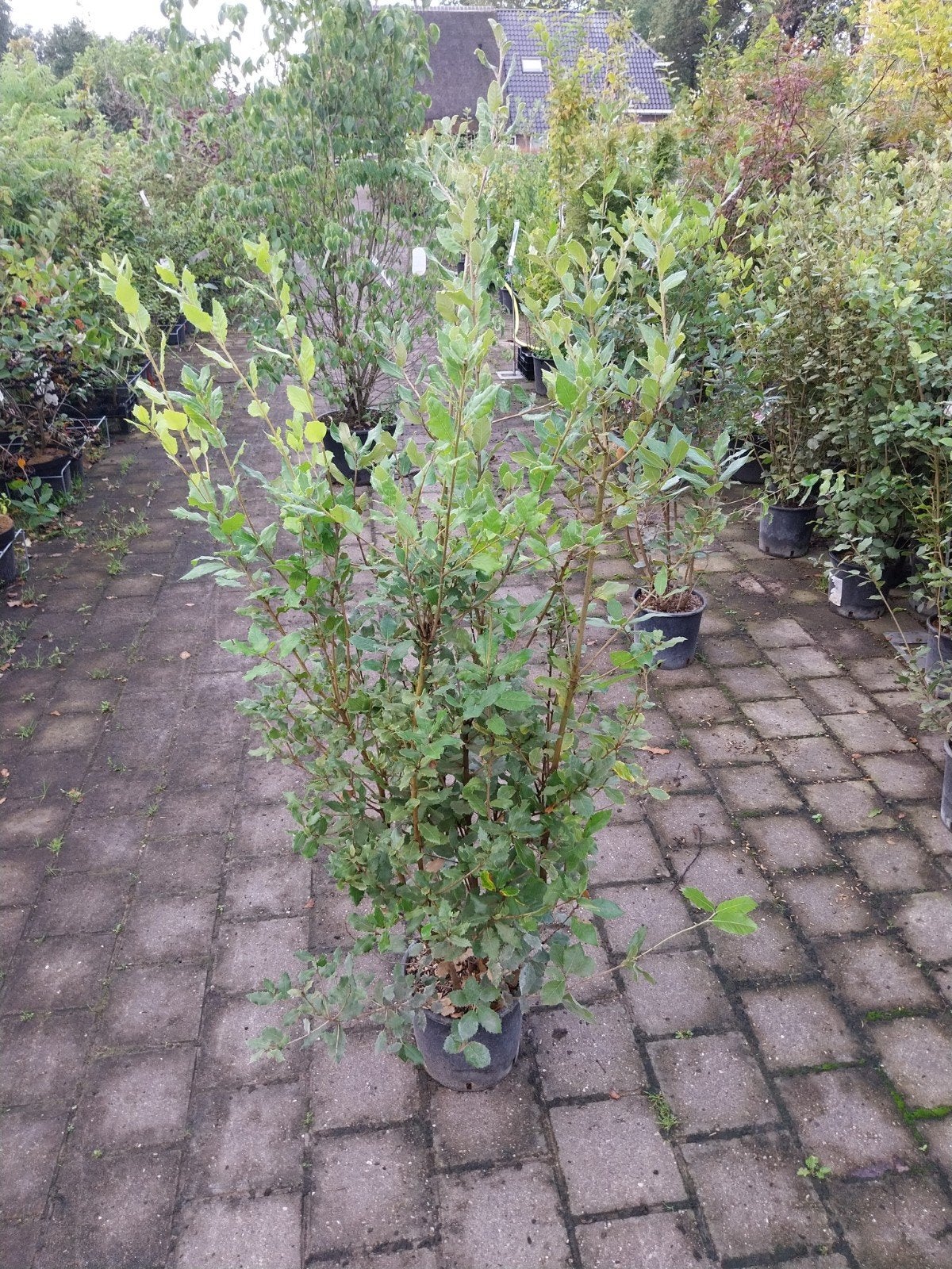 Quercus Ilex Struiken 80-120 cm hoog, Ophalen, Overige soorten, Minder dan 100 cm