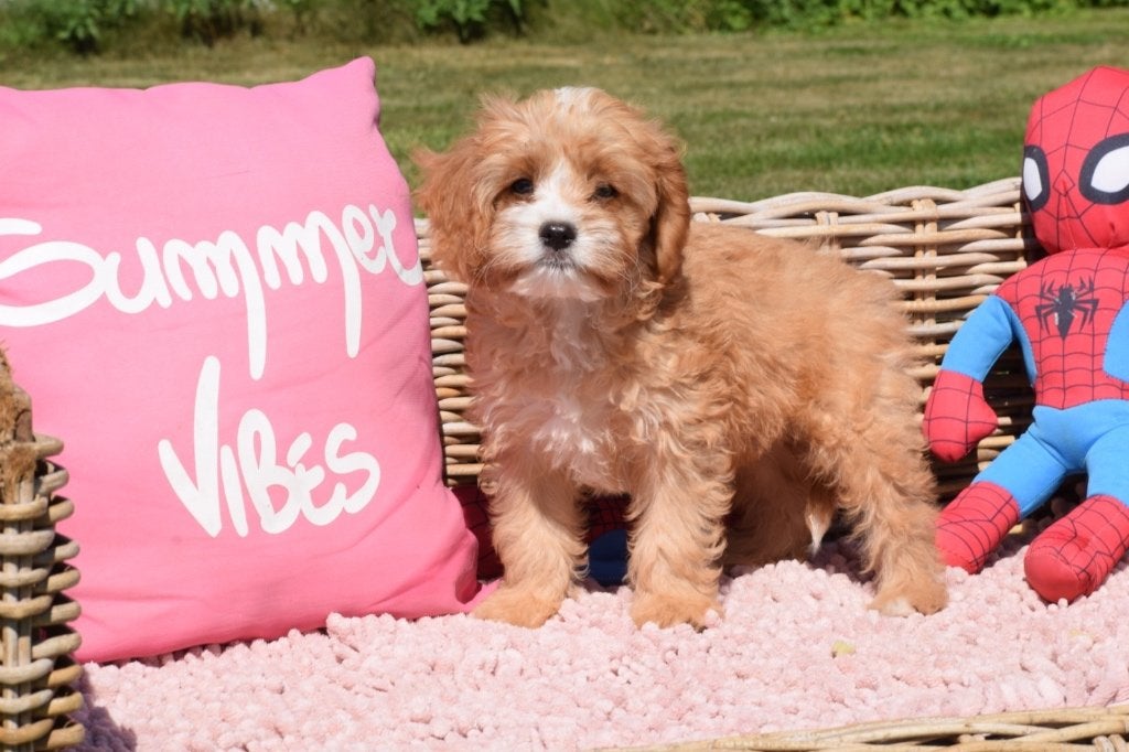 Cavapoo pup, Dieren en Toebehoren, Nederland, 15 weken tot 1 jaar, Meerdere, Meerdere dieren