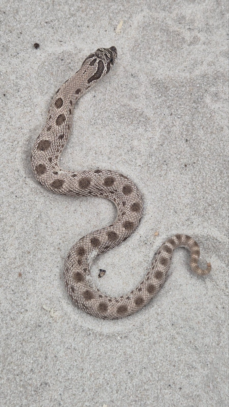 haakneusslang het maitai Hognose Snake photo 4