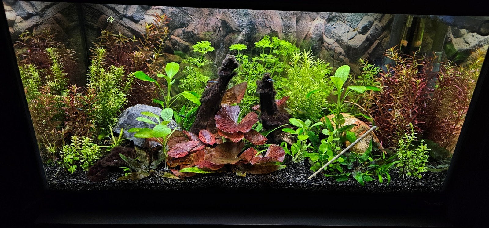 aquarium, Vis