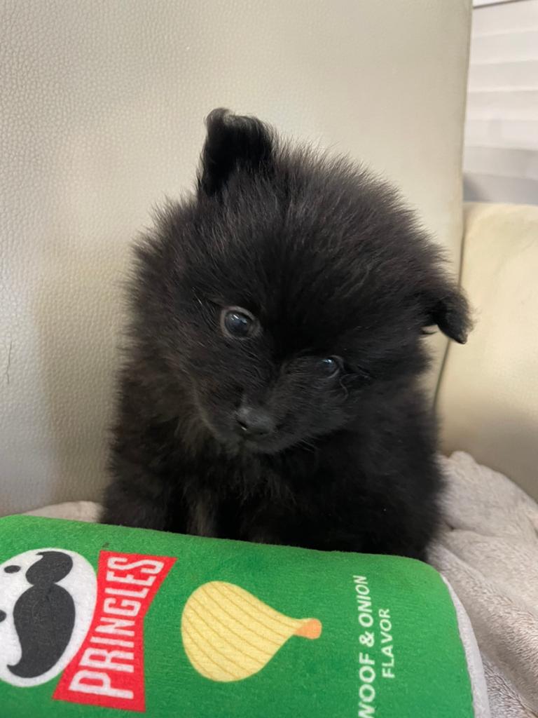 5 Prachtige pomeriaan/dwergkees pups.️🩵🩷, Overige rassen, 8 tot 15 weken, Parvo, Meerdere
