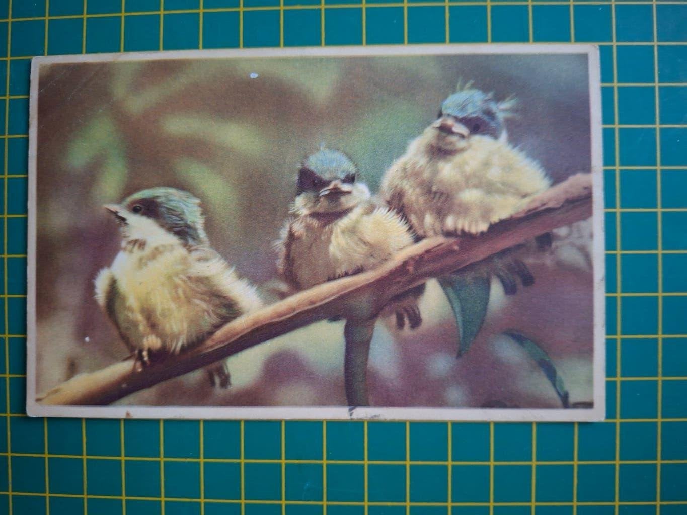 ansichtkaart, drie jonge Pimpelmezen., Verzamelen, Ophalen of Verzenden, 1940 tot 1960, Gelopen, Vogel