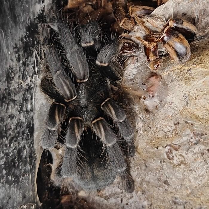 Holothele longipes, Overige soorten