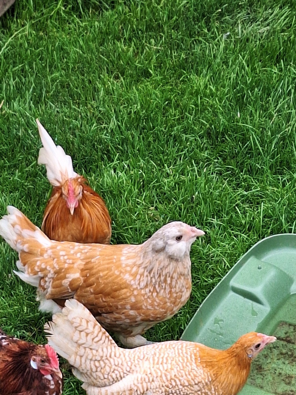 Jonge Nederlandse uilebaard hennen, Dieren en Toebehoren, Vrouwelijk, Kip