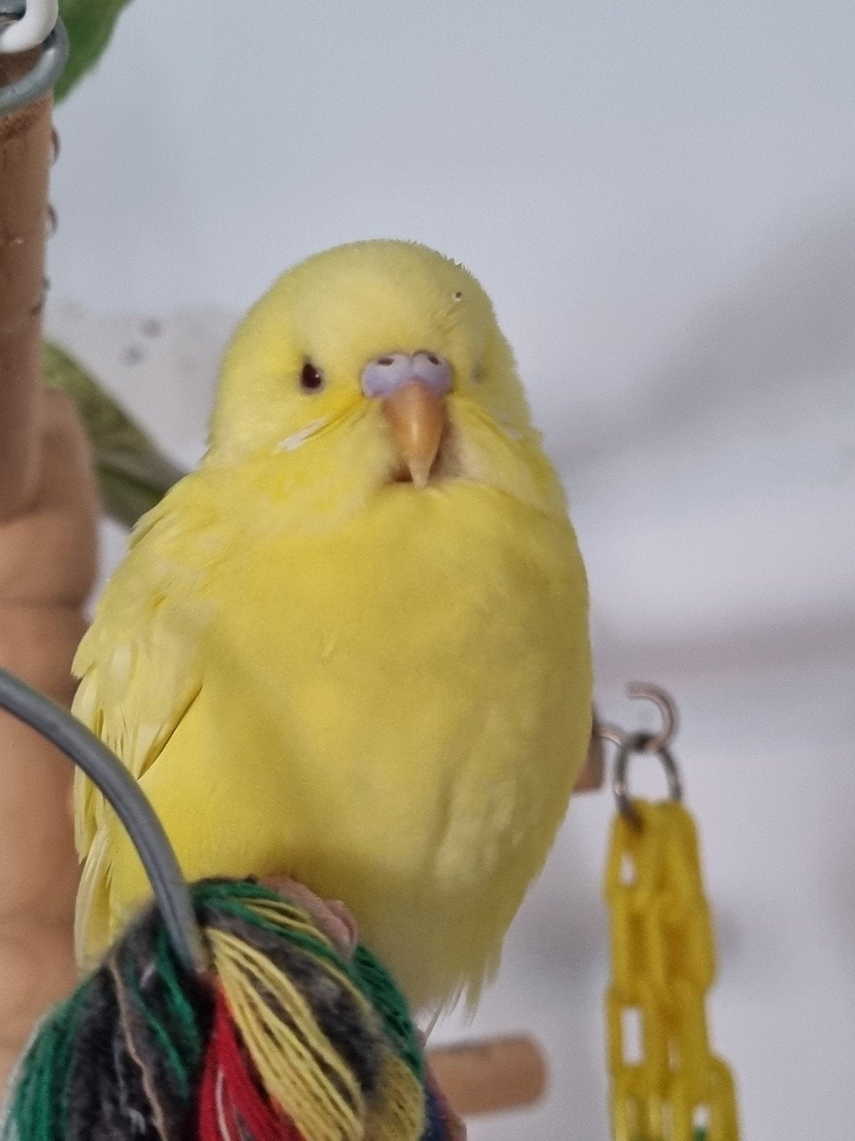 grasparkiet pop, Dieren en Toebehoren, Vrouwelijk, Parkiet, Tam