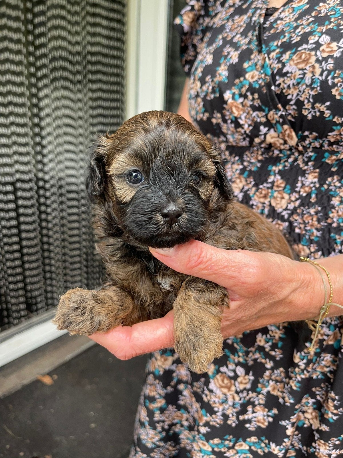 Maltipoo x boomer pups., Dieren en Toebehoren, Honden | Niet-rashonden, Klein, Meerdere dieren, Particulier, Meerdere, Nederland
