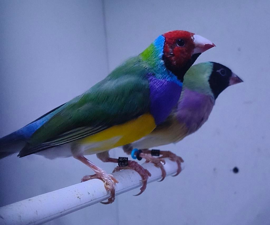 Koppel gouldamadine, Dieren en Toebehoren, Vogels | Overige Vogels, Meerdere dieren, Geringd