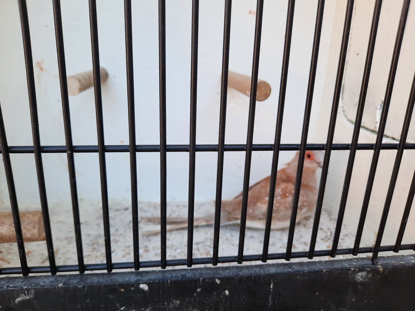 Rode diamant duif duivin, Dieren en Toebehoren, Vogels | Overige Vogels, Vrouwelijk, Tropenvogel