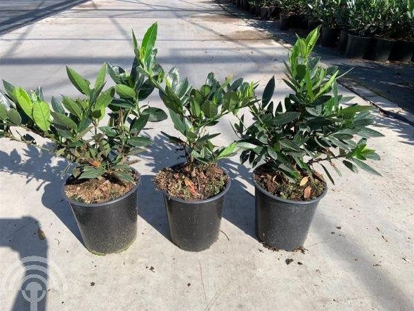 HAAG Prunus laur. Otto Luyken Laurier wintergroen laag, Overige soorten, Vaste plant, Verzenden, Halfschaduw
