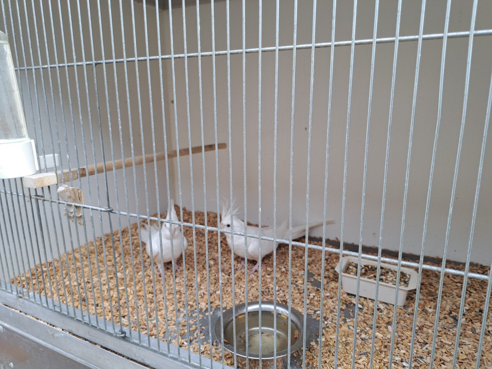 mooi koppel albino  valkparkieten, Meerdere dieren