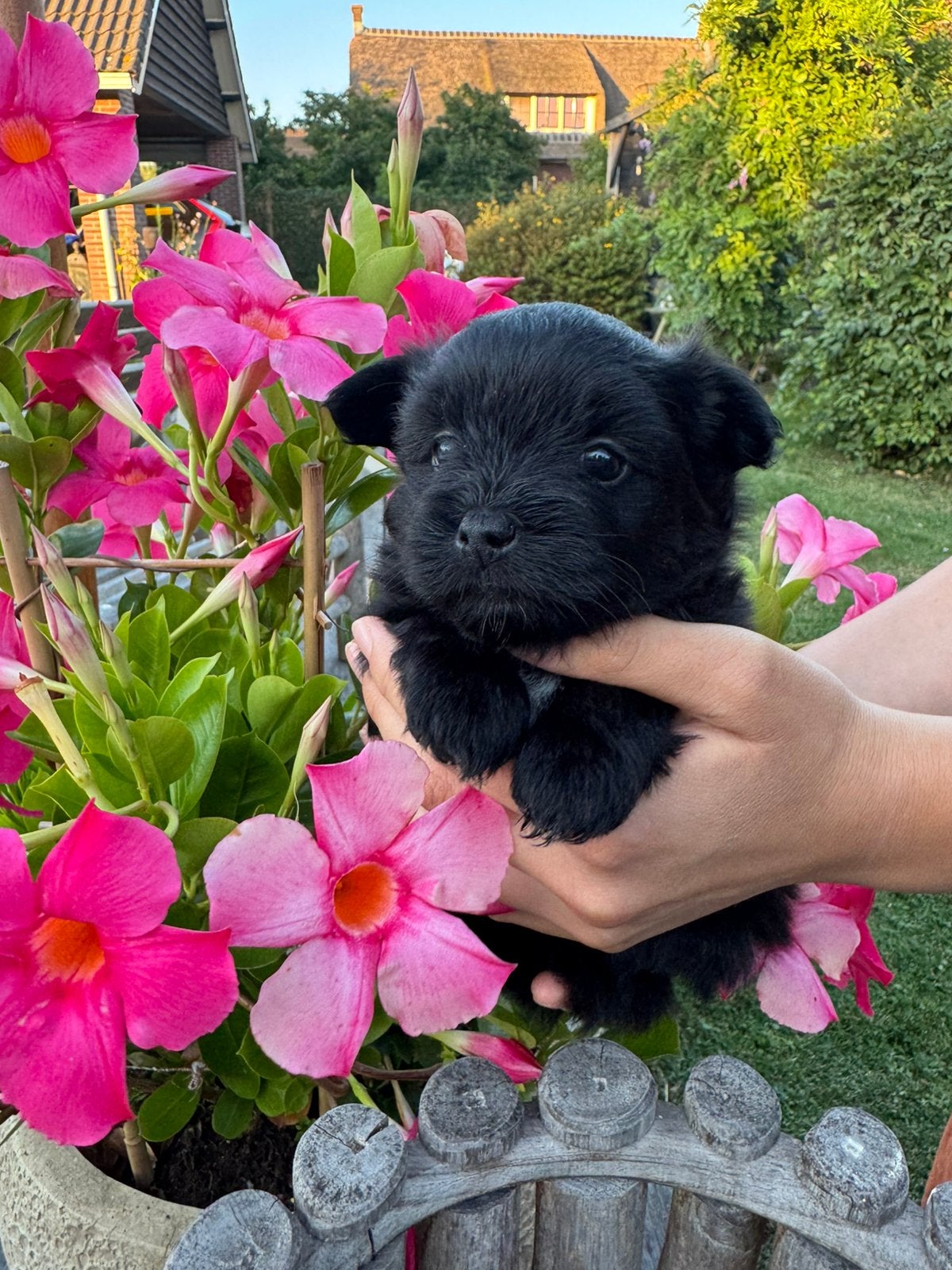 3 lieve pups zoeken een huisje, Overige rassen, 8 tot 15 weken, Parvo, Meerdere