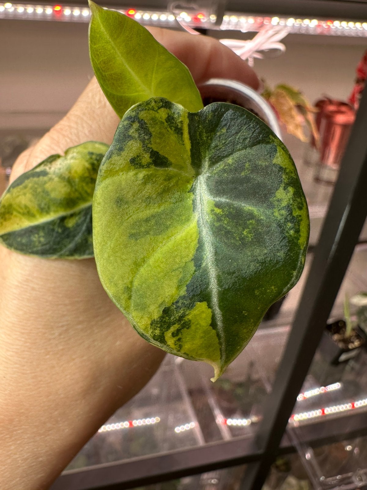 Alocasia black velvet aurea 3, Ophalen of Verzenden, Halfschaduw, Minder dan 100 cm