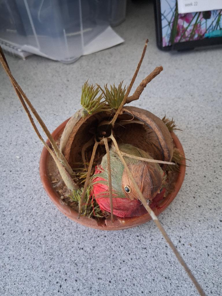 vogel op schotel, Ophalen, Zo goed als nieuw, Vogel, Beeldje of Figuurtje